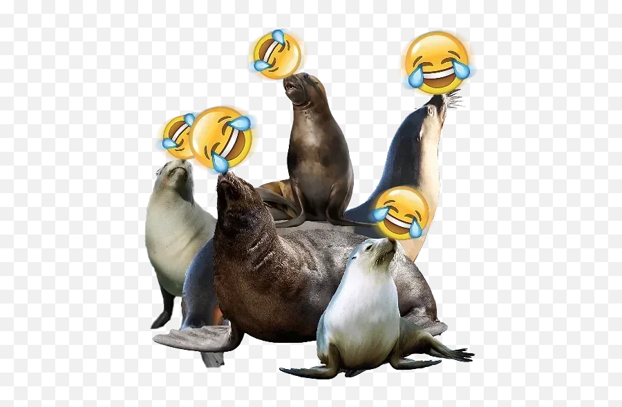 Emojismilecry Whatsapp Stickers - California Sea Lion Emoji,Sea Lion Emoji