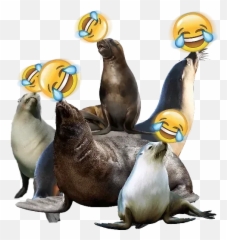 Emojismilecry Whatsapp Stickers - California Sea Lion Emoji,Sea Lion Emoji
