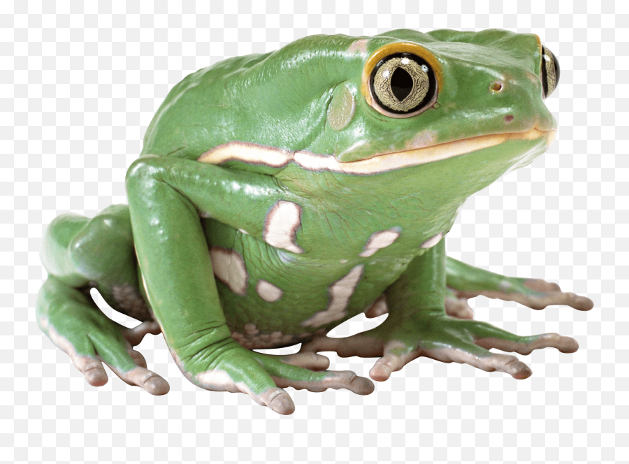 Green Frog Transparent Png - Stickpng Frog Wallpaper Frog Frog Transparent Png Emoji,Frog Emoji Transparent