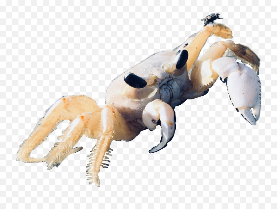 Popular And Trending Crabby Stickers Picsart - Animal Figure Emoji,Crabby Emoticon