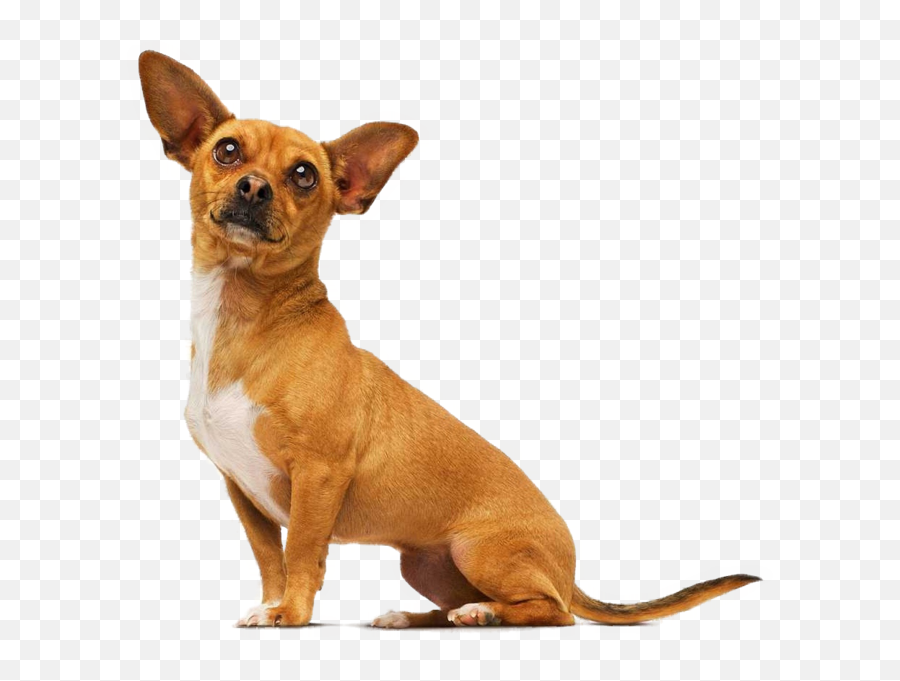 Chihuahua Psd Official Psds - Beverly Hills Chihuahua Papi Emoji,Chihuahua Emoji