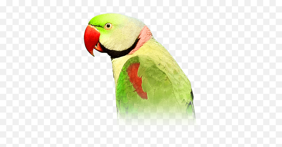 Alexandrine Parakeet Personality Food U0026 Care U2013 Pet Birds By - Hill Parrot Emoji,Parrott's Emotion Classification