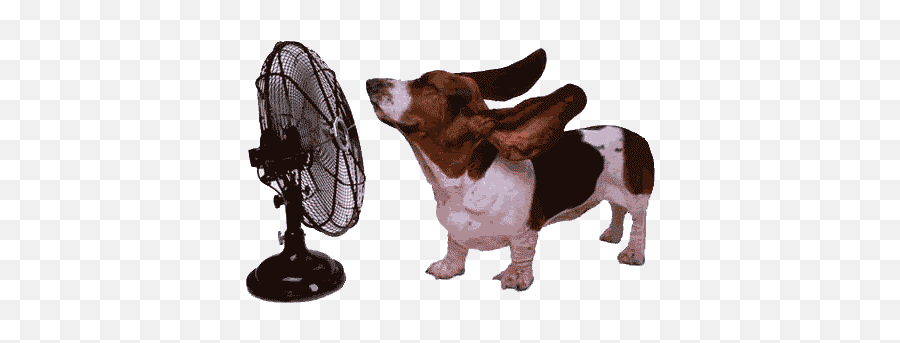 Open And Shut - Baamboozle Fan Gif Emoji,Basset Hound Emoji