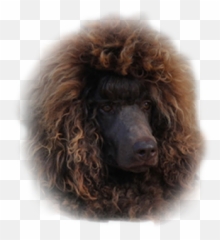 Akc Registered Standard Poodle Puppies For Sale Emoji,White Toy Poodle Emoticon