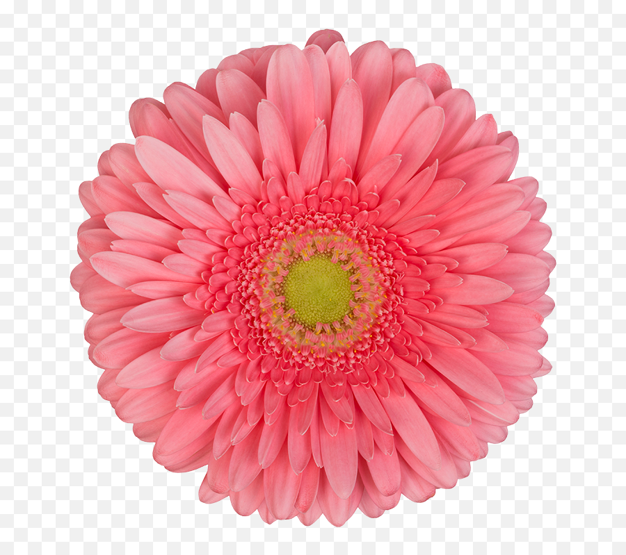 Gerbera Bloemen Dens Emoji,Inside Out Bicolor Emotion