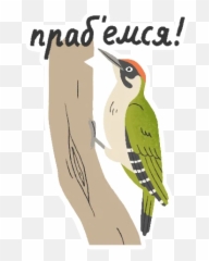 Ptushki Telegram Stickers Emoji,Woodpecker Emojis