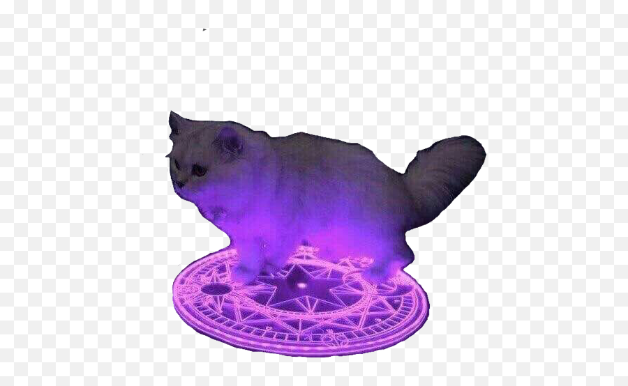 Purple Cat - Cat On Purple Circle Emoji,Purple Cat Emoji