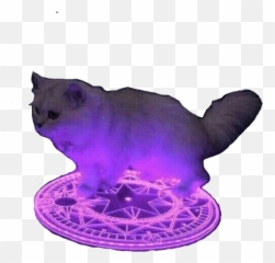 Purple Cat - Cat On Purple Circle Emoji,Purple Cat Emoji
