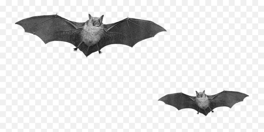 Bat Sticker By Silver Bullet - Real Bats Png Emoji,New Emojis 2017 Bat