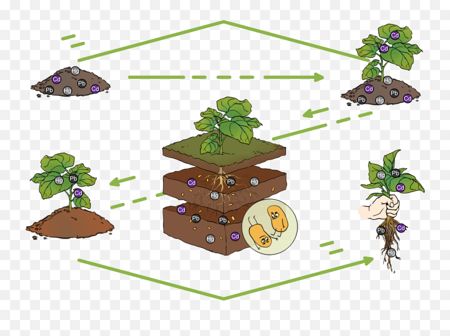 Toxic Effects Of Heavy Metals In Plants Transparent - Soil Emoji,Tf2 Emojis Heavy