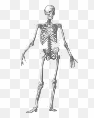 Vision And Posture - Introduction To The Human Skeletal And Muscular System Web Quest Answer Key Emoji,Body Posture And Emotions