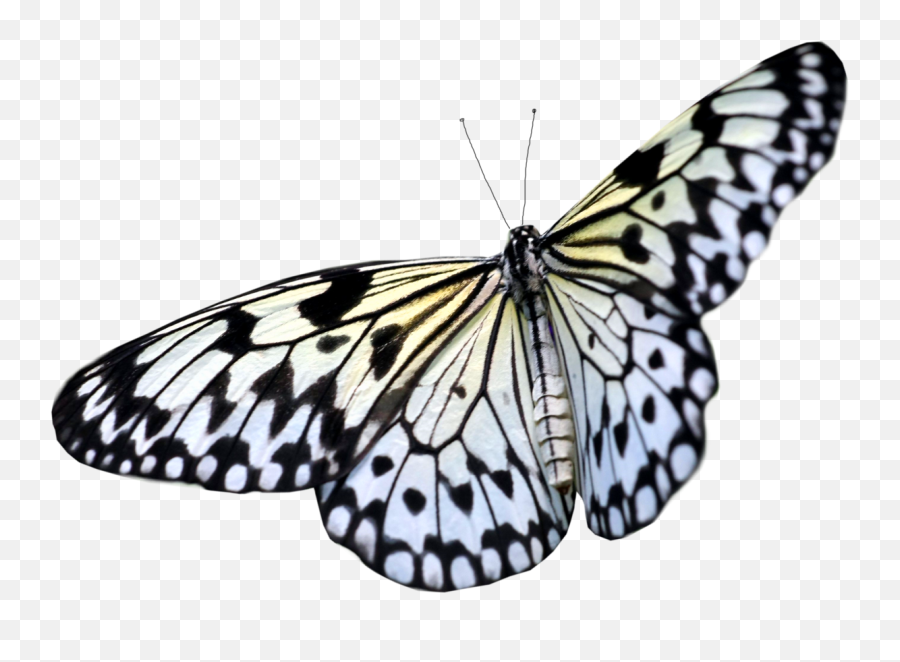 Butterfly Transparent Butterfly Purple - Transparent Background Free Butterfly Png Emoji,Purplebutterfly Emojis