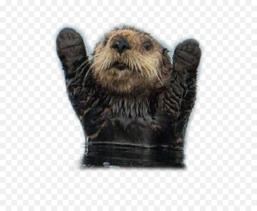 The Most Edited Emoji,Im Sorry Otter Emojis