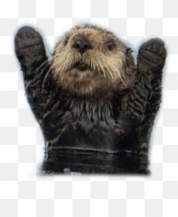The Most Edited Emoji,Im Sorry Otter Emojis