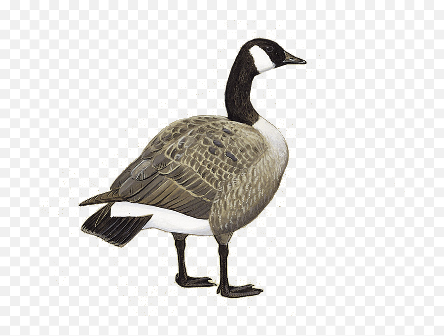 Details Canada Goose - Birdguides Emoji,Canadian Goose Emoticon