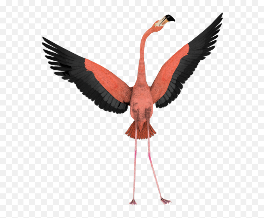 Flying Flamingo Png Transparent Images Download - Yourpngcom Emoji,Flamin Emoji Flying Flamingo Png Transparent Images Download - Yourpngcom Emoji,Flamin Emoji