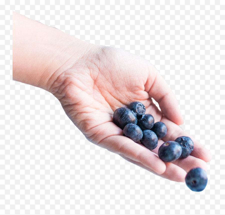 The Most Edited Berries Picsart Emoji,Blue Berry Emoji