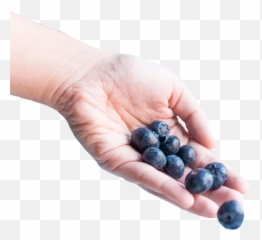 The Most Edited Berries Picsart Emoji,Blue Berry Emoji