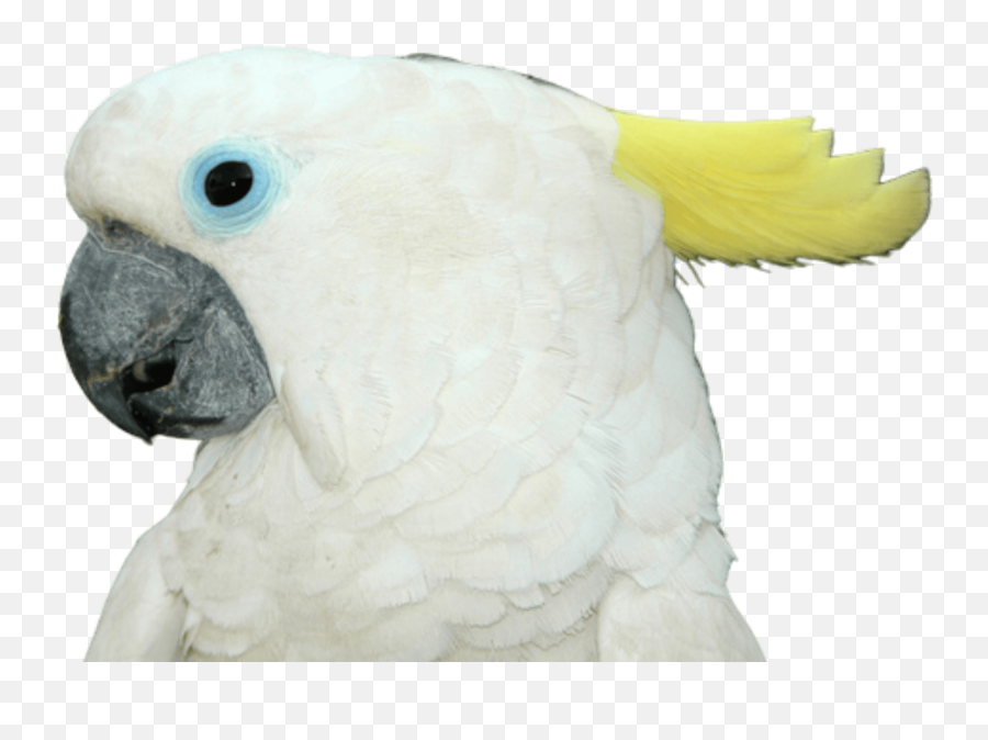 Home - Parrots Emoji,Cockatiel Emotions