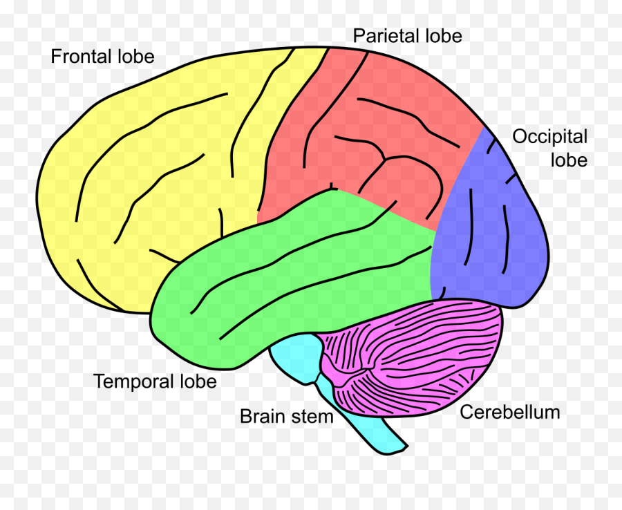 Anatomy Of The Brain Village Center Chiropractic - Parts Of The Brain Grade 4 Emoji,Emotion Brain