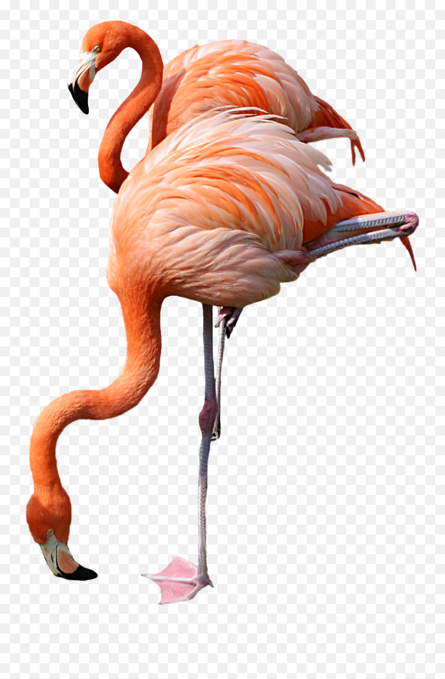 Andean Flamingo Emoji,Flamingo Emoji