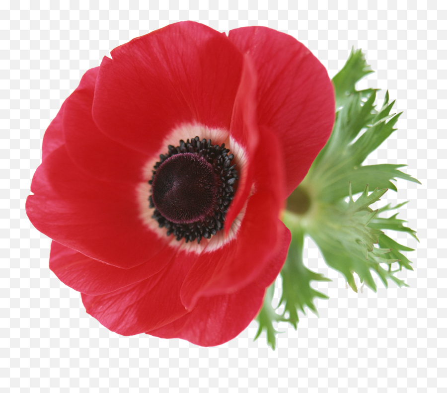 Poppy Flower Sticker Emoji,Poppy Emoji