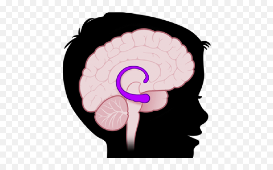 Brains Clipart Amygdala - Hippocampus In Brain Png Hippocampus Clipart Emoji,Brain Emoji
