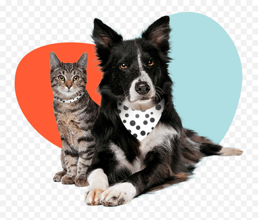 Pet Insurance Get Your Pet Covered Spot Pet Insurance Emoji,Cat Emotions Infographic