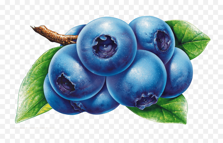 Vector Blueberry Png Image Background Png Arts Emoji,Blue Berry Emoji