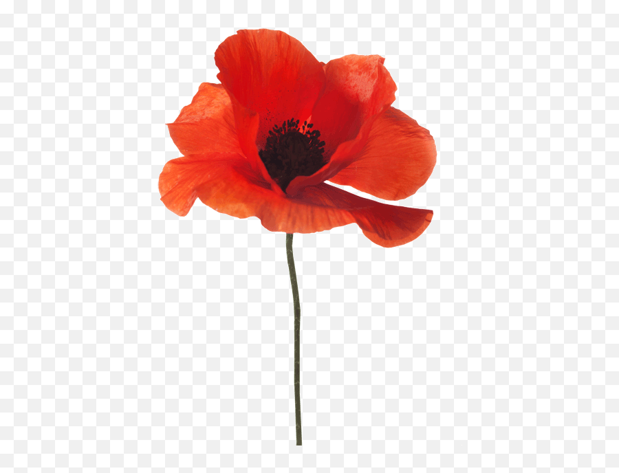 Poppy Wallpapers Earth Hq Poppy Pictures 4k Wallpapers 2019 - Google Images Poppies Emoji,Remembrance Poppy Emoji