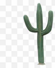 Cactus Mexican Flower Desert Emoji Free - Cactus Transparent Png,Cactus Emoji Transparent