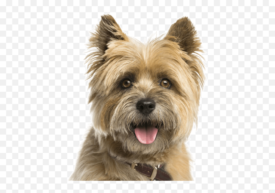 Cairn Terrier Puppies For Sale - Cairn Terrier Transparent Background Emoji,Why My Scottish Terrier Doesn't Show Any Emotions