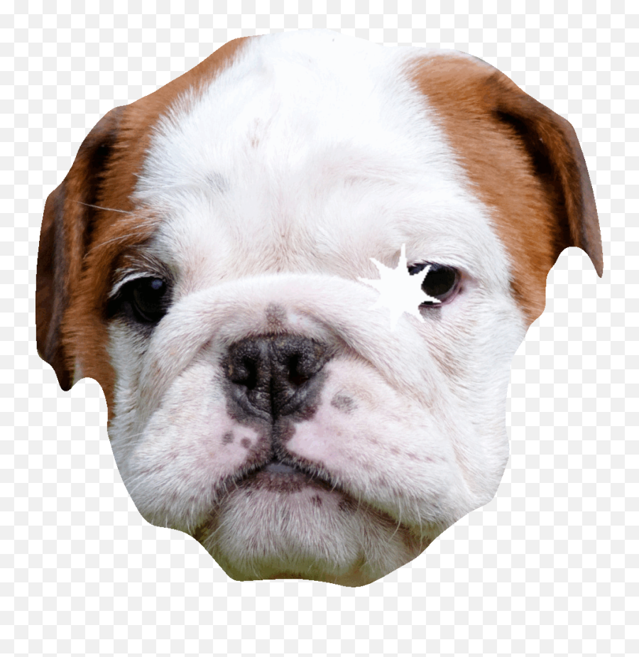 Top Dog And Xat Stickers For Android - Pantallas De Perritos Bulldogs Emoji,Xat Emojis