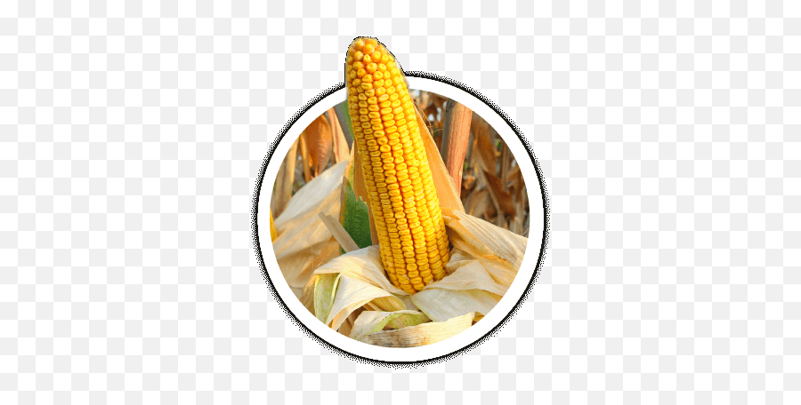 Seed Consultants - Corn Seeds Box Design Emoji,Corn Cob Emoji Shirt