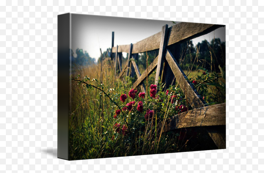 Fence And Wild Roses By G David Chafin - Fence Emoji,Plants Emotions Art