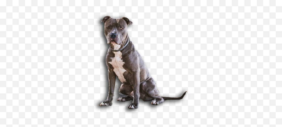 Homepage - Martingale Emoji,Pitbulls Read Emotion