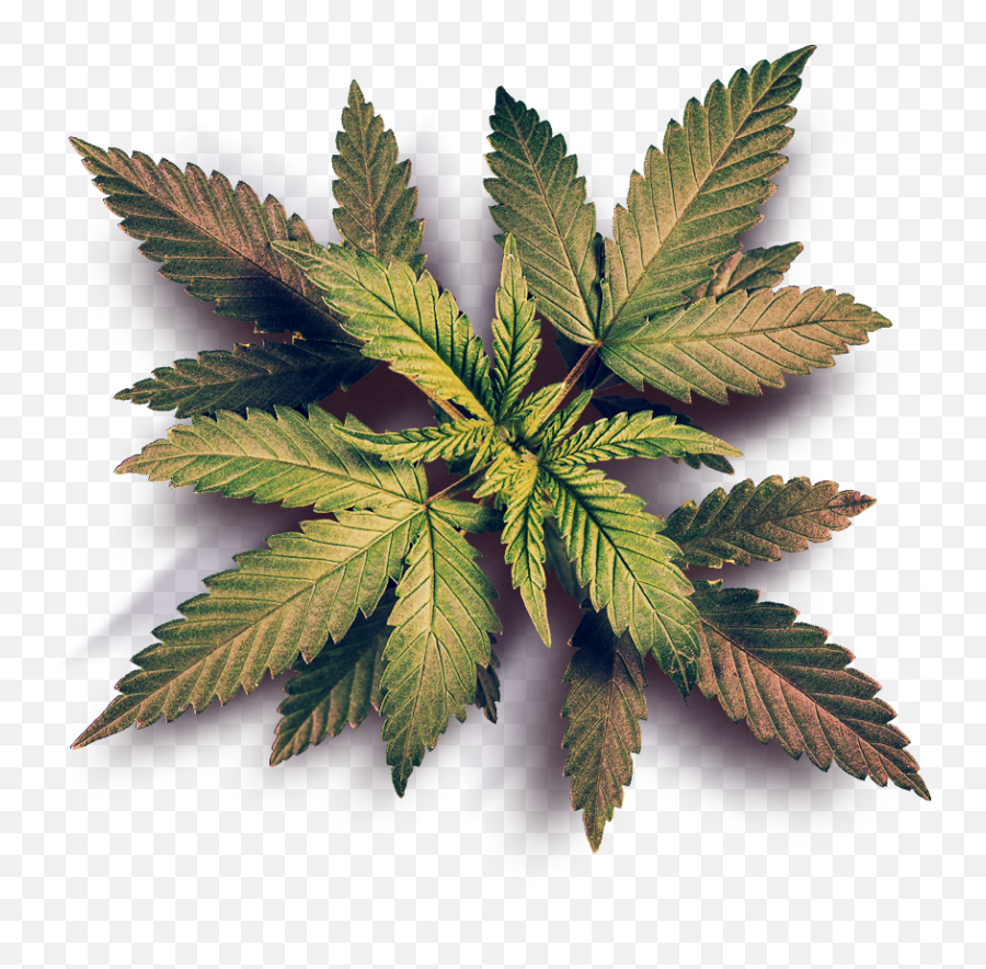Ohja Herb House Jamaican Marijuana Dispensary - Industrial Hemp Emoji,Weed Emoticon Reggae Transparent