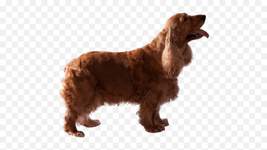 American Cocker Spaniel Dog Breed Facts And Information - Various Dog Emoji,Emotion Buff Dude