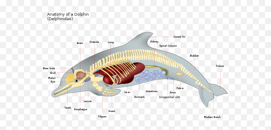 Dolphin - Mammal Fish Emoji,Dolphin Emotions