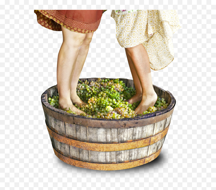 Grape Harvest Tour U2013 Vini San Giorgio Emoji,Toes And Emotions