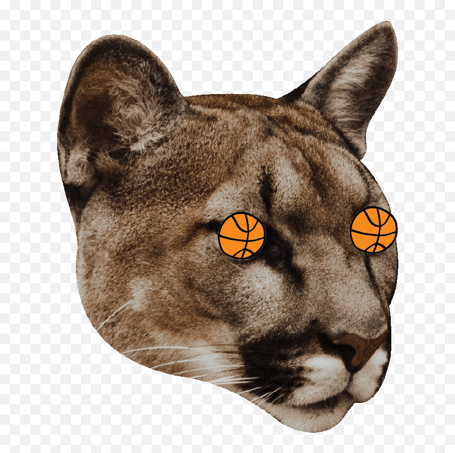 Surprised Mountain Lion Sticker By Puma - Mountain Lion Gifs Emoji,Sea Lion Emoji