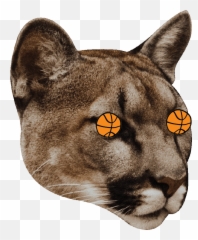 Surprised Mountain Lion Sticker By Puma - Mountain Lion Gifs Emoji,Sea Lion Emoji