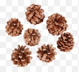 Pine And Pine Cone Png U0026 Free Pine And Pine Conepng - Shortleaf Pine Emoji,Pine Cone Emoji