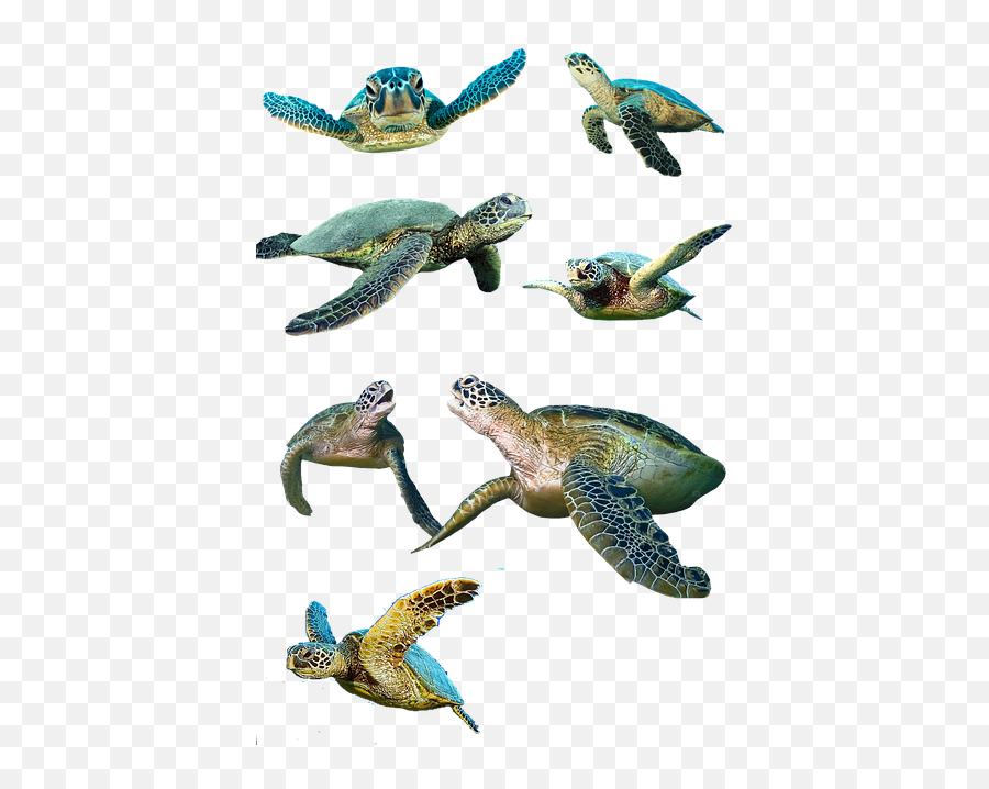 Free Photo Warming Up Sun Water Placed Log Shell Turtles - Turtles Emoji,Turtle Emotions