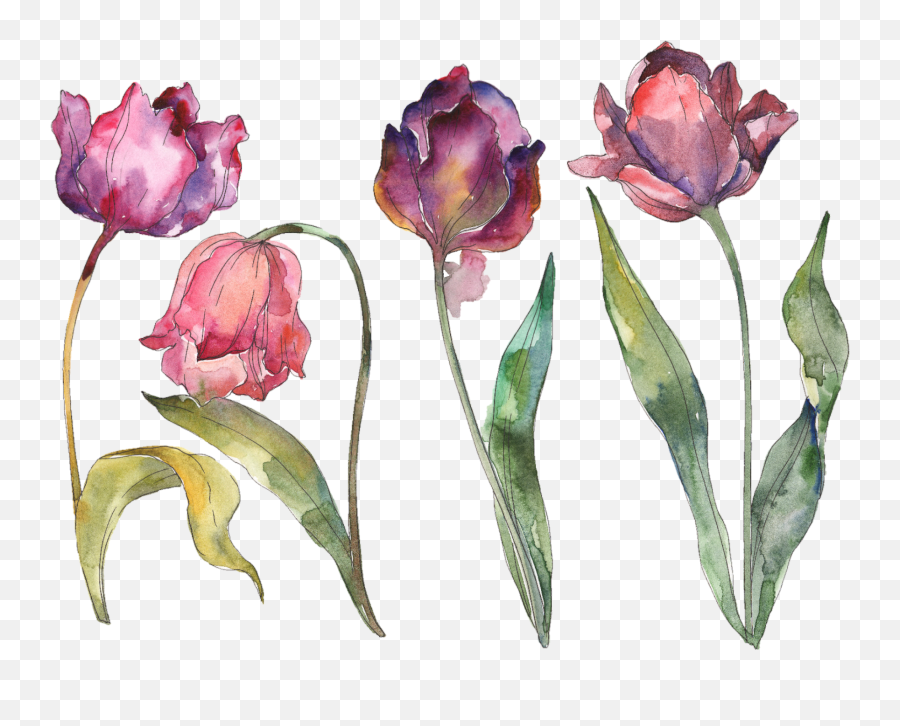Flore Tulips Tulipanes Sticker By Izamar Tellez - Tulip Watercolor Png Emoji,Acuarela Emojis