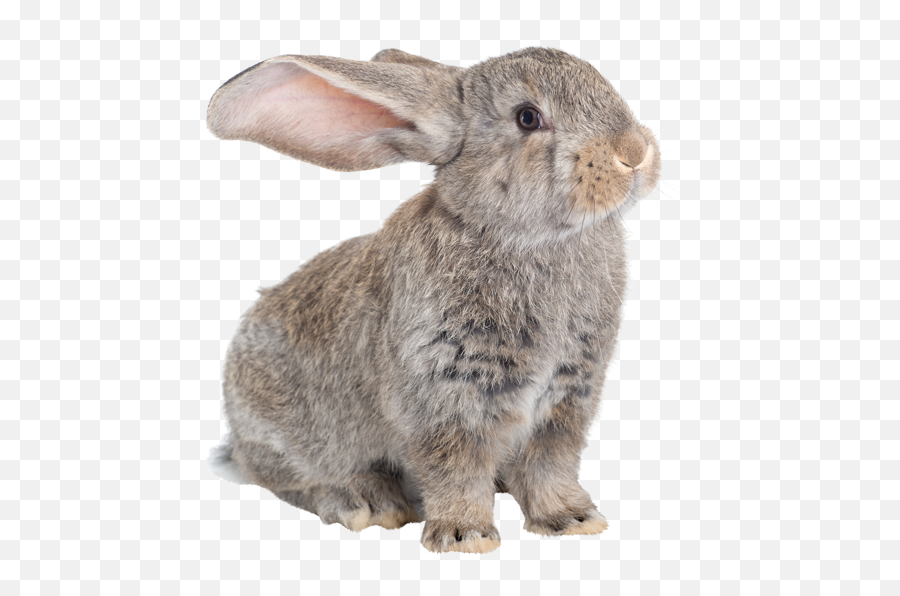 Oxbow Animal Health Oxbow Animal Health Rabbit Housing - Kelinci German Giant Png Emoji,Rabbit Emoticon Comforting