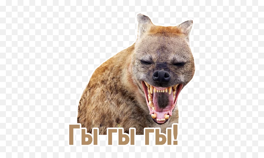 Telegram Sticker 22 From Collection Tca - Funny Hyena Emoji,Hyena Emoji