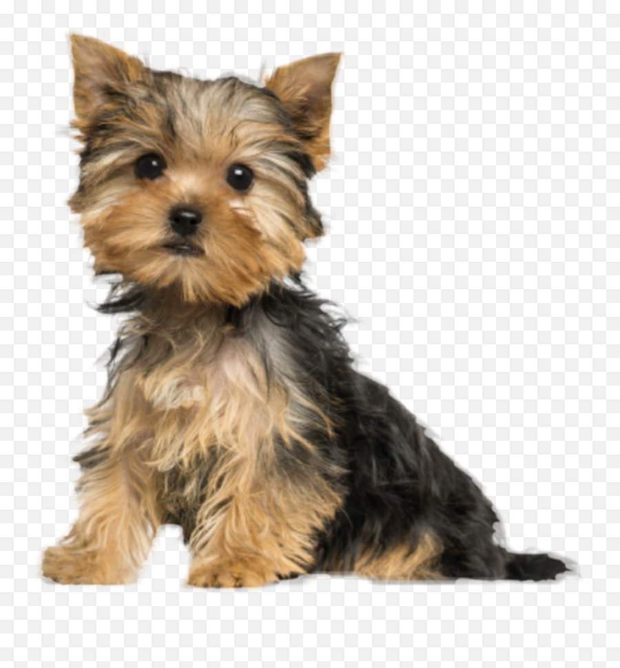 The Most Edited - Yorkshire Terrier Sitting Emoji,Puppy Yorkie Emoticon