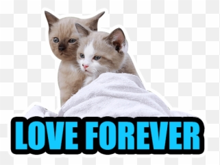 Cat Emoji By Helen Meyers - Sticker Maker For Whatsapp,Fat Cat In Love Emoji