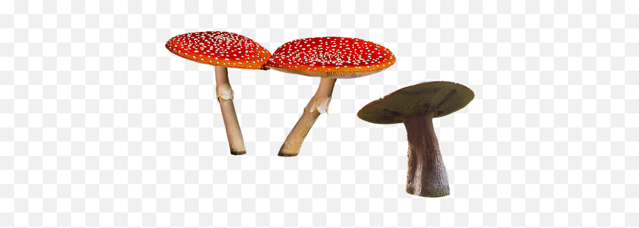 500 Free Mushroom U0026 Nature Illustrations Emoji,Muschroom Emoji